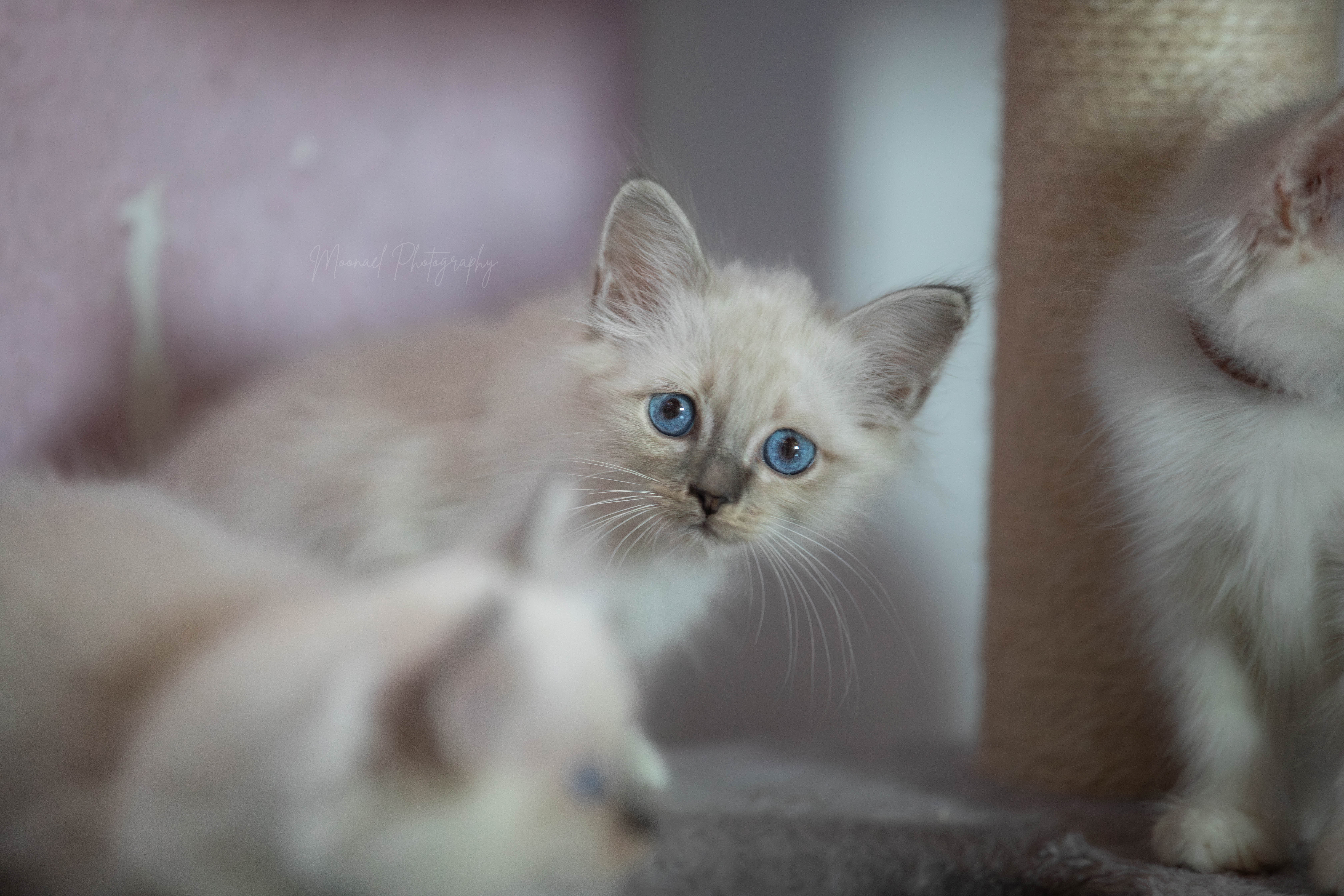 Photo de AZURA BLUE TORTIE TABBY